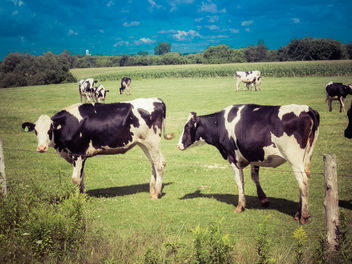 Afternoon in the pasture - image gratuit #425579
